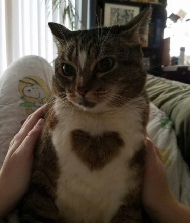 catsscrapers,,, (@catsscrapers) on Twitter photo 