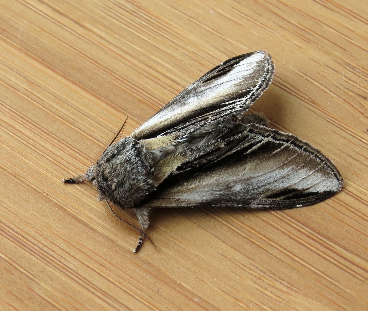 durhambirder's tweet photo. Some nice moths in the lighthouse trap this morning - thanks to Brian for the piccies https://t.co/ZBnG799THW