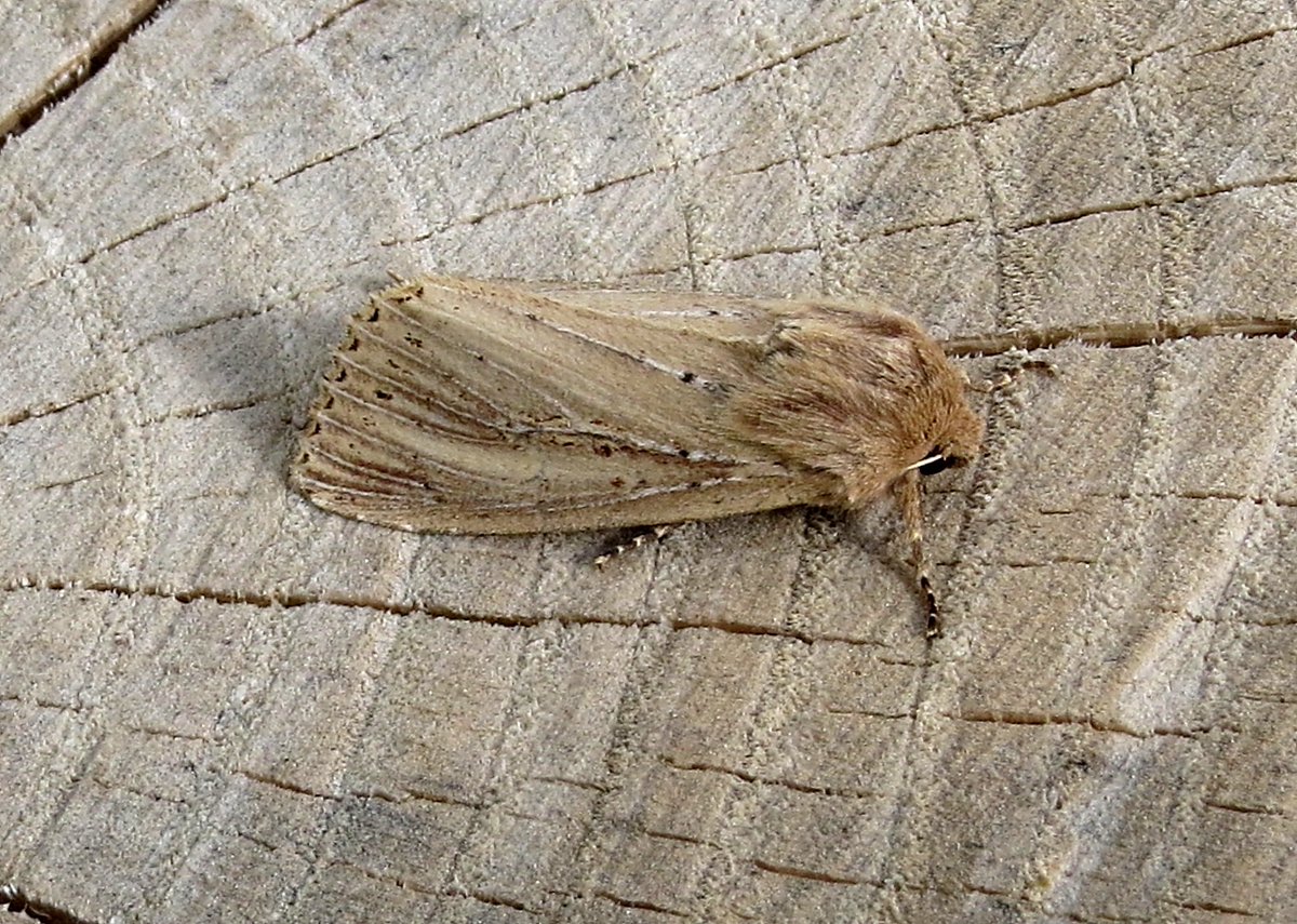 durhambirder's tweet photo. Some nice moths in the lighthouse trap this morning - thanks to Brian for the piccies https://t.co/ZBnG799THW