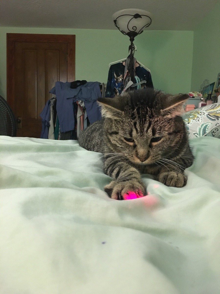 catsporn's tweet photo. 🐱🐱 https://t.co/RjKckw1KrA
