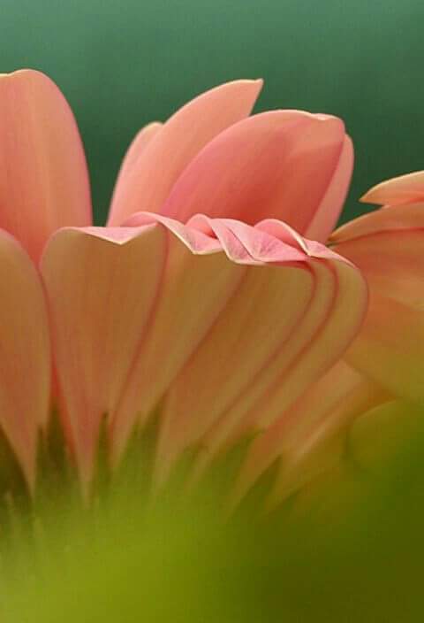 Karlenag68's tweet photo. La belleza radica en la forma simple  de ver  la vida. https://t.co/7bEFN66l0d