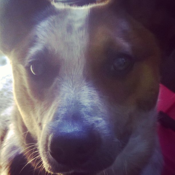 ZanoniAshley's tweet photo. @JDMorgan Ruby Jean says Happy Ntl Dog Day! #rubythewondermutt https://t.co/Sh06m41w0O