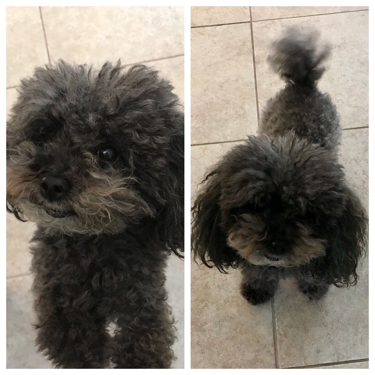 islandgirltamar's tweet photo. Meet our #IGNB mascot Bobo #dogday #poodle #dogtweets #doggies @IslandGirlStore @iQor @Island_Girl85 https://t.co/C3TLFAoqAv