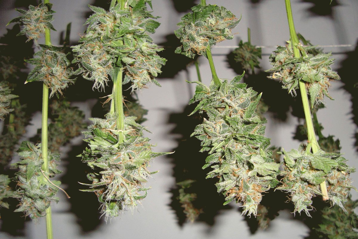 cannabisatwork tweet picture