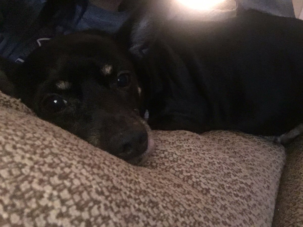 yaboispike69's tweet photo. #nationaldogsday https://t.co/sXJRz6qQK3