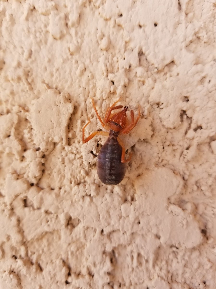 Sanglupus's tweet photo. Lately it seems all manner of beasts have surfaced in Arizona. https://t.co/7fepkkUjrh