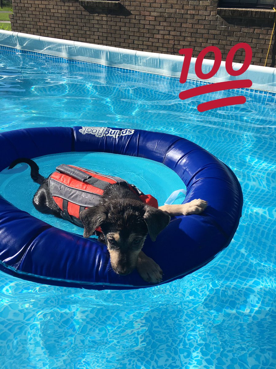 EyeSkyPhantoms's tweet photo. #Nationaldogday #HurricaineHarvey #EyeSkyPhantoms #Rovee #Rescuedogs . Future rescue dog for search and rescue division of Eye Sky Phantoms https://t.co/s90ZYE5sc0