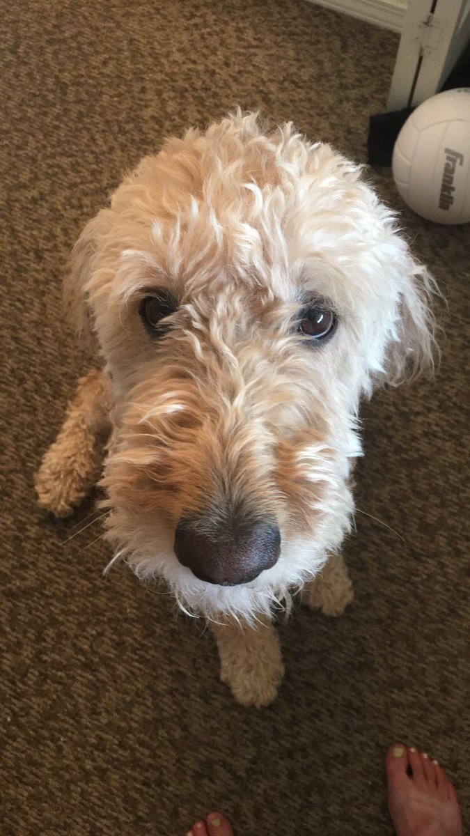 Jordan_Eatwell's tweet photo. Happy National Dog day to the best dog I know 💕 https://t.co/dvcaIRuFsi