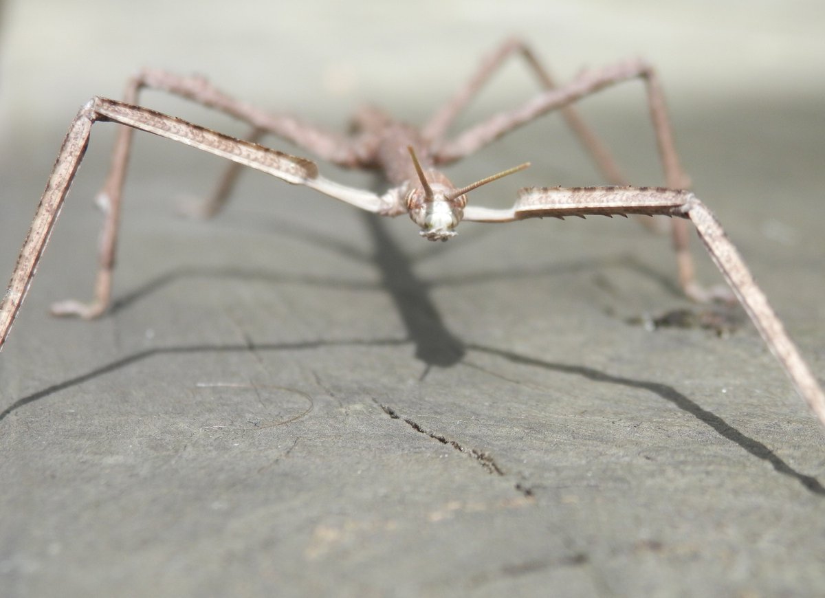 drkeithbishop's tweet photo. Stick on a shell?  ...then it moved... Initially - four legs, where is the head?? Any IDs on this stick insect please? #WildOz #rainforest https://t.co/Fx86gGP5Ht