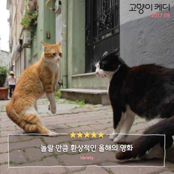 여행뽐뿌 제대로! ✈️ 터키 이스탄불의 아름다운 풍경과 #옴므냥탈 고양이들의 매력 대방출 💕 고양이들을 보는 따뜻한 시선의 #냥큐멘터리...