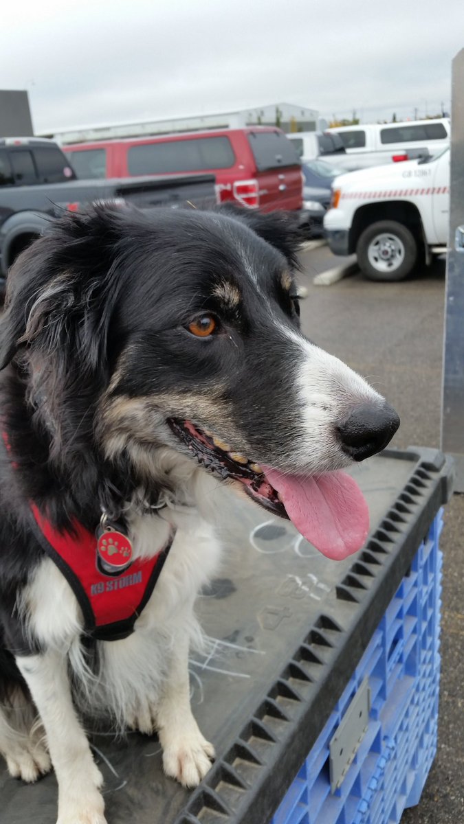 CANTF2's tweet photo. We're incredibly proud of our amazing Canine members and their handlers who provide so much to our team. #NationalDogDay https://t.co/PnBi62aPiq