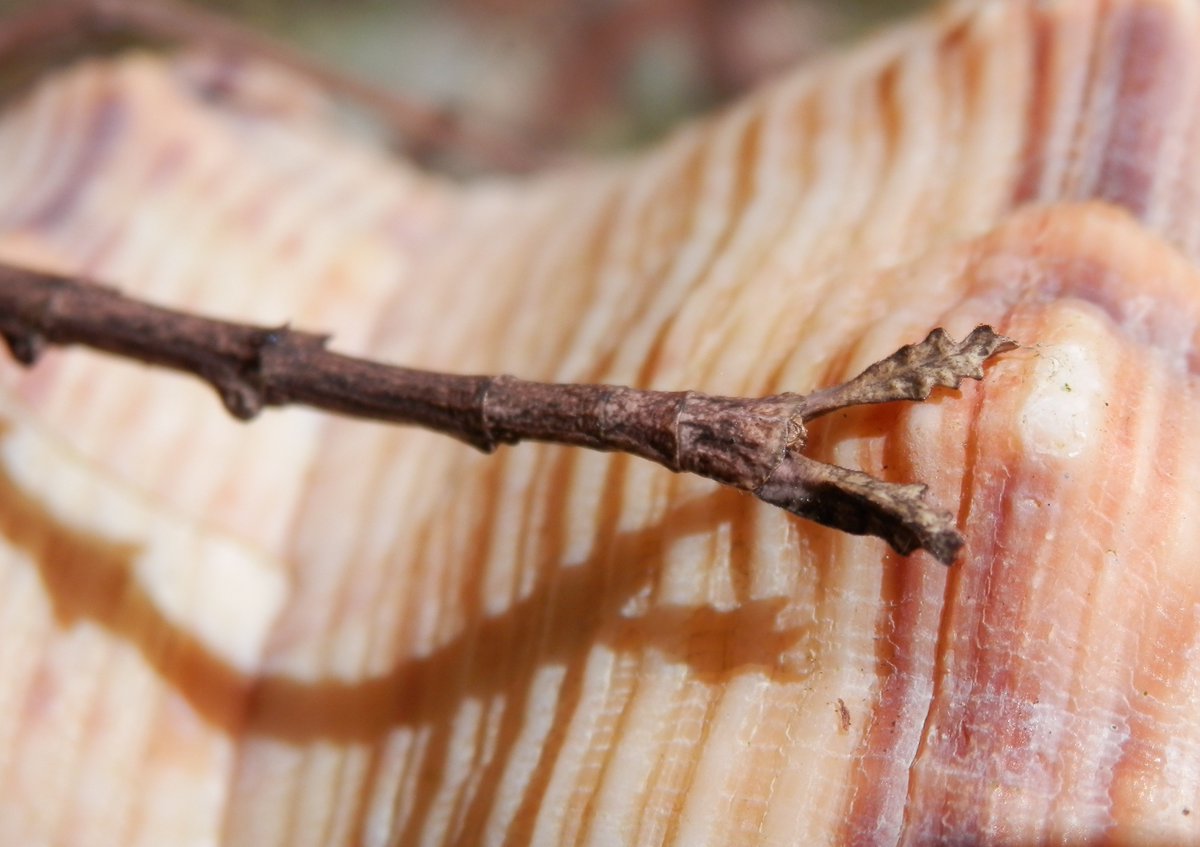 drkeithbishop's tweet photo. Stick on a shell?  ...then it moved... Initially - four legs, where is the head?? Any IDs on this stick insect please? #WildOz #rainforest https://t.co/Fx86gGP5Ht