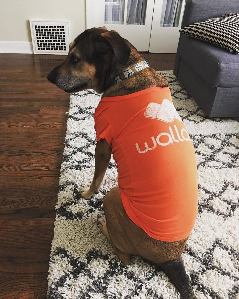 Giving a shout out to our walladogs on #nationaldogday! Here's the gorgeous Rya modeling one of our @goldengoodsusa tshirts