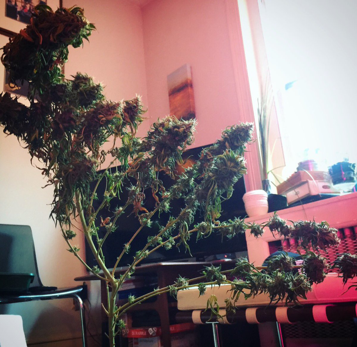DapperGrower tweet picture