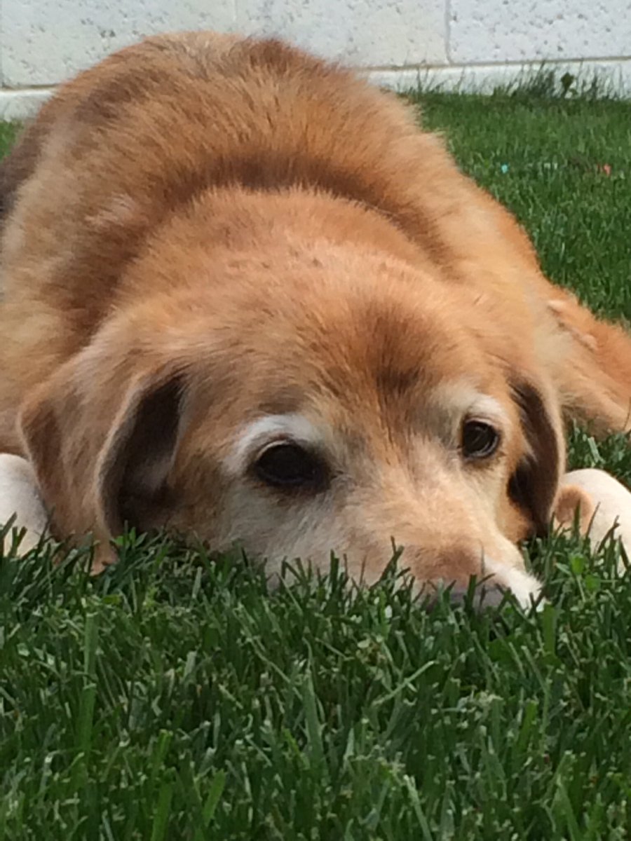 CaitlinJanzen's tweet photo. We almost missed #NationalDogDay  on account of not knowing it was a thing. But here is my love of 17 years. https://t.co/vHyJyFxYc3