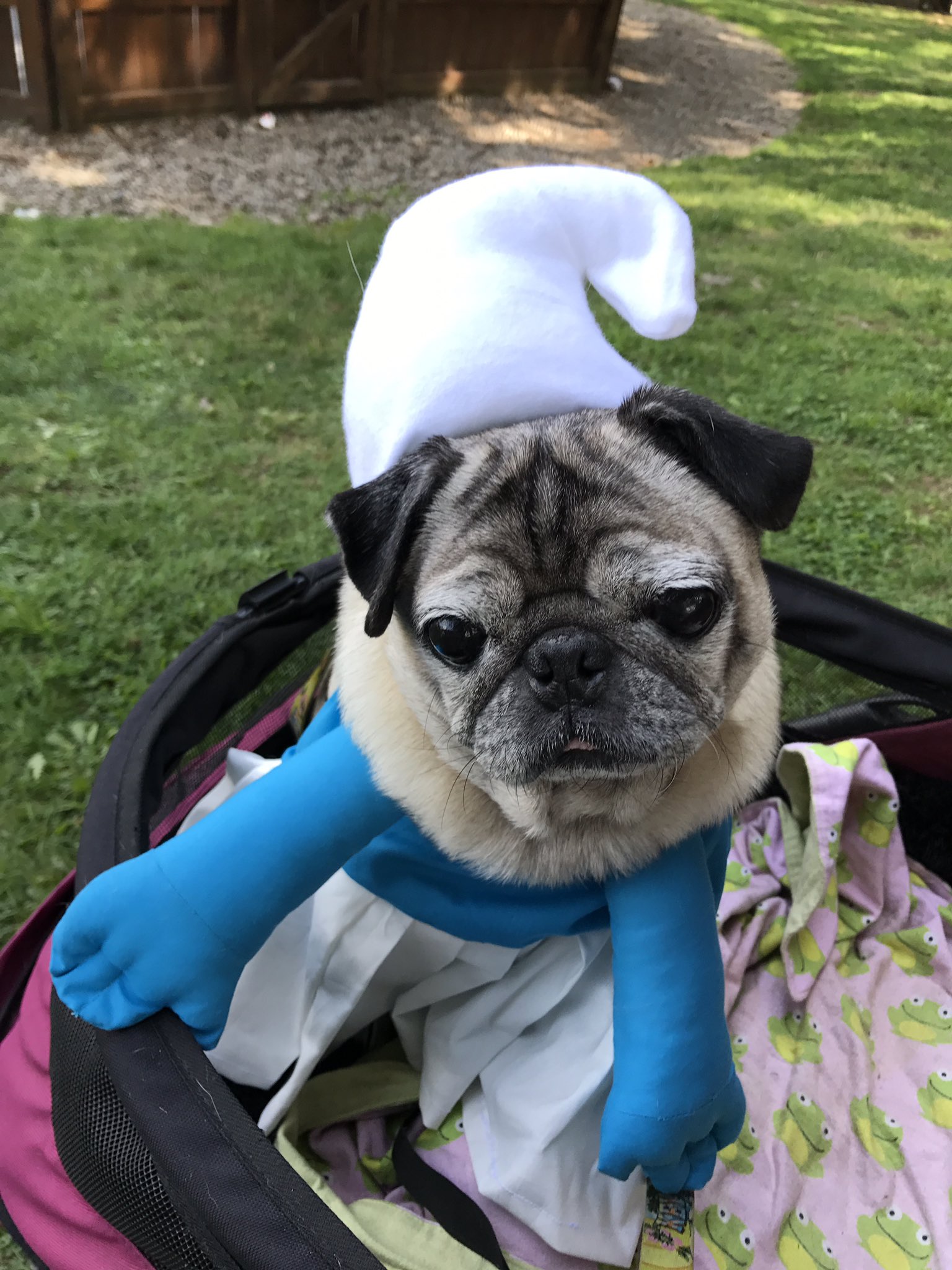 The Snuggle Pugs on X pugcamp2017 costume contest best grumble woot woot Smurfs https t 6CTA4QHfbA X