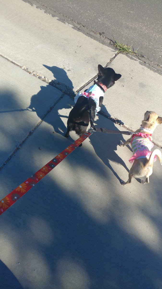 karmencheela's tweet photo. #NationalDogDay https://t.co/Q8LPtqcIIk