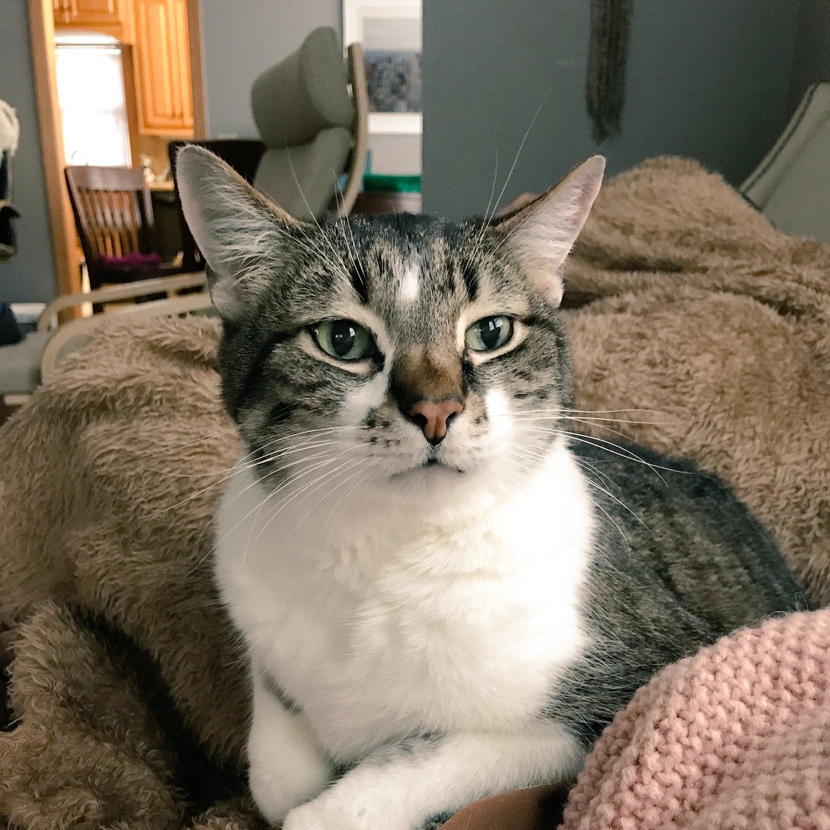 405Brewing's tweet photo. Happy #NationalDogDay! #nemocat #catsarebetter https://t.co/2iuzfqPex5