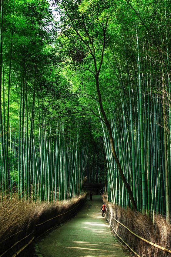 ItsWorldTravels's tweet photo. Kyoto, Japan 🇯🇵 https://t.co/Pcj13m4cj7