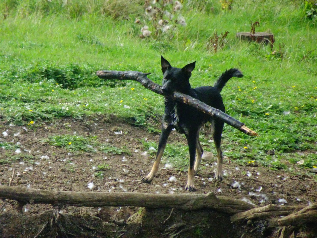 catsofoxford's tweet photo. Dream big.
#DogsOfOxford https://t.co/Wacs9B69Bm