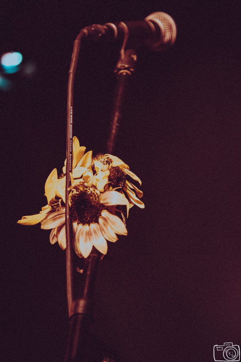 Kaitlyn Johnston || Chicago Photographer tweet media