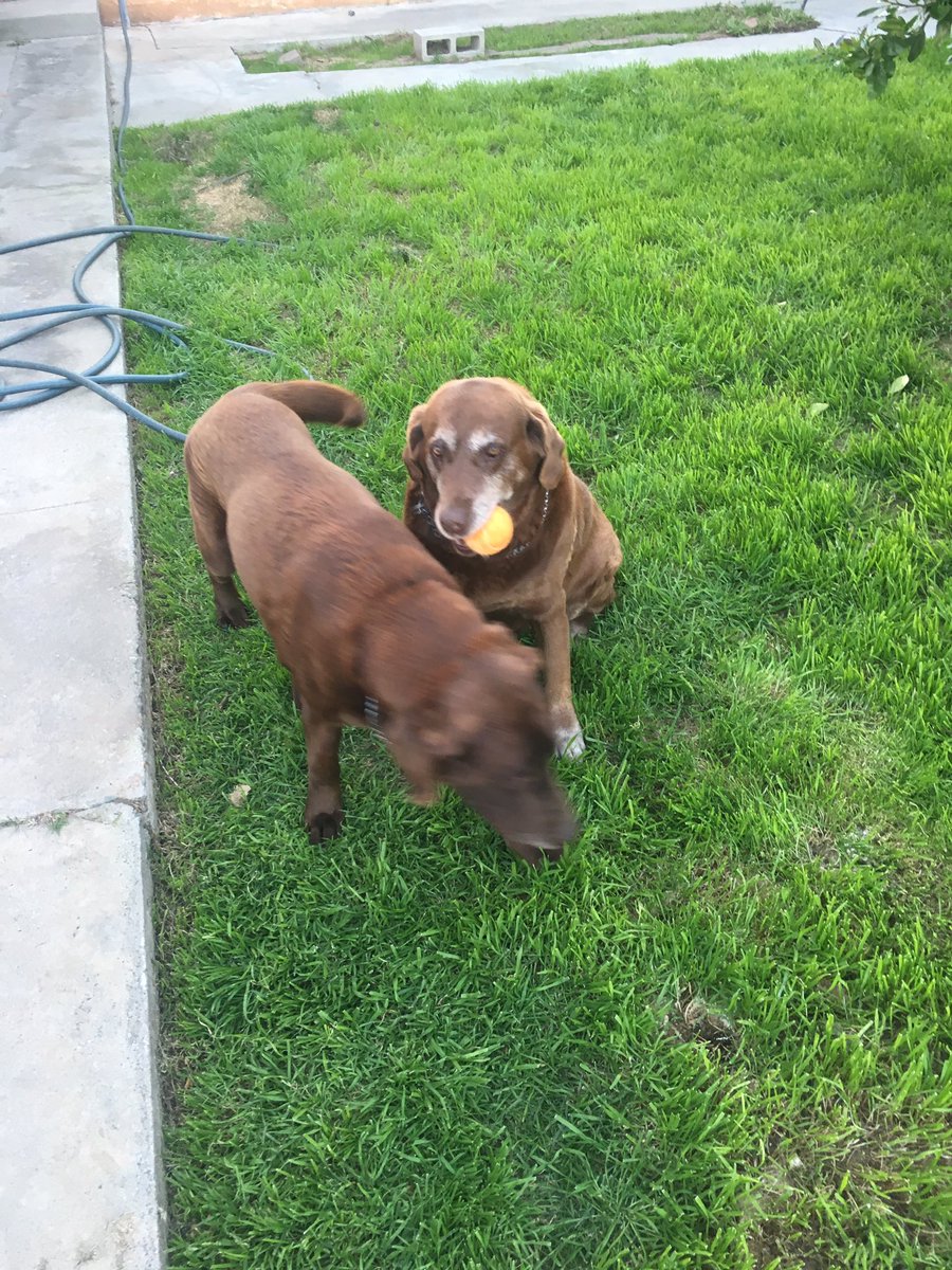 gk626's tweet photo. Happy #nationaldogsday #labradordogs #labradors #ChocolateLab https://t.co/WN7NKOnt04