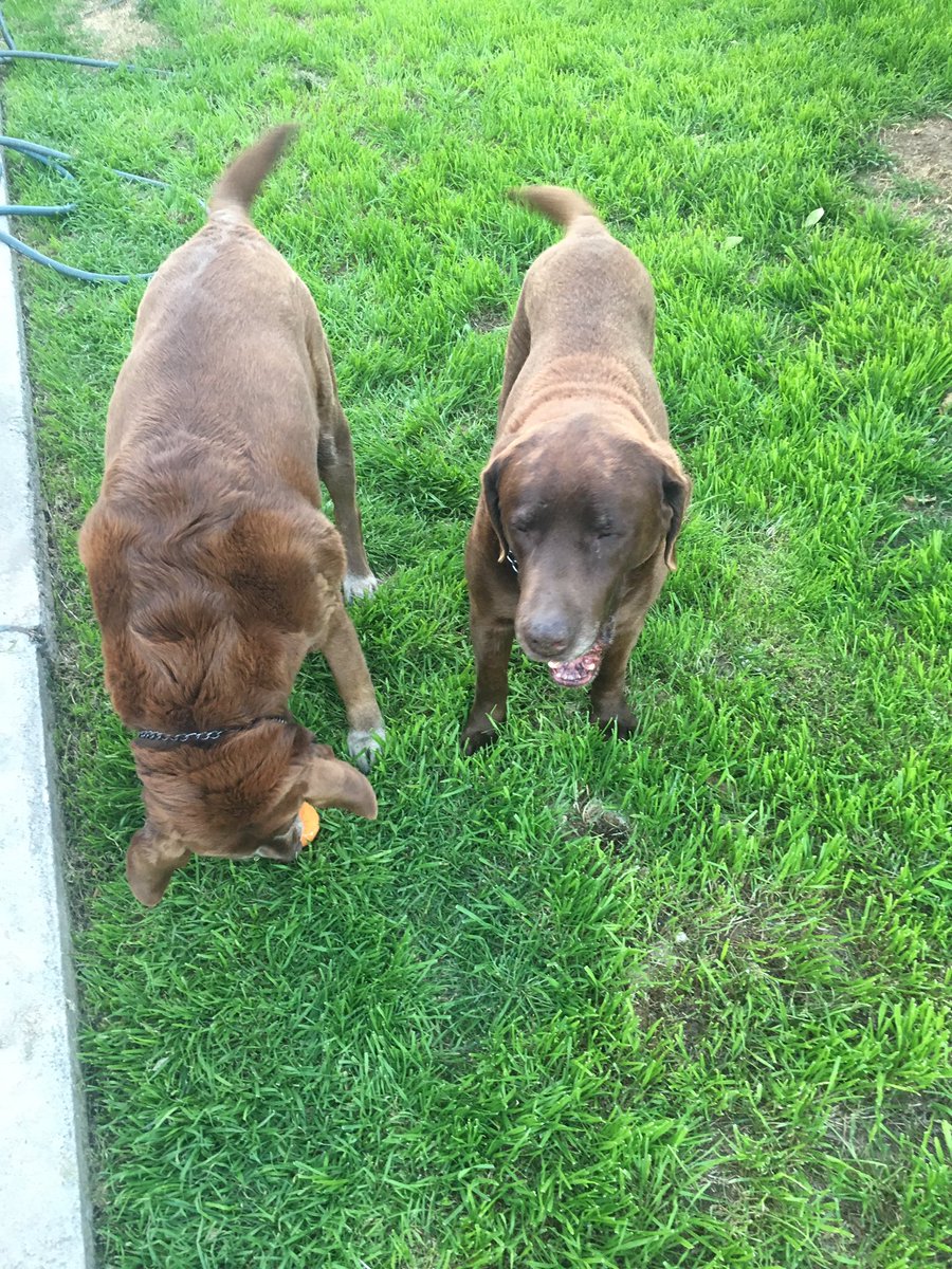 gk626's tweet photo. Happy #nationaldogsday #labradordogs #labradors #ChocolateLab https://t.co/WN7NKOnt04