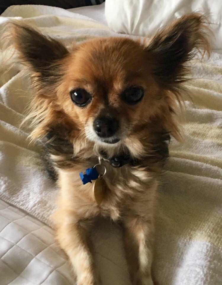 teachaboutpets's tweet photo. Happy National Dog Day from rescue Chula! #NationalDogDay #VanderpumpDogs https://t.co/zBgqKxDK1h