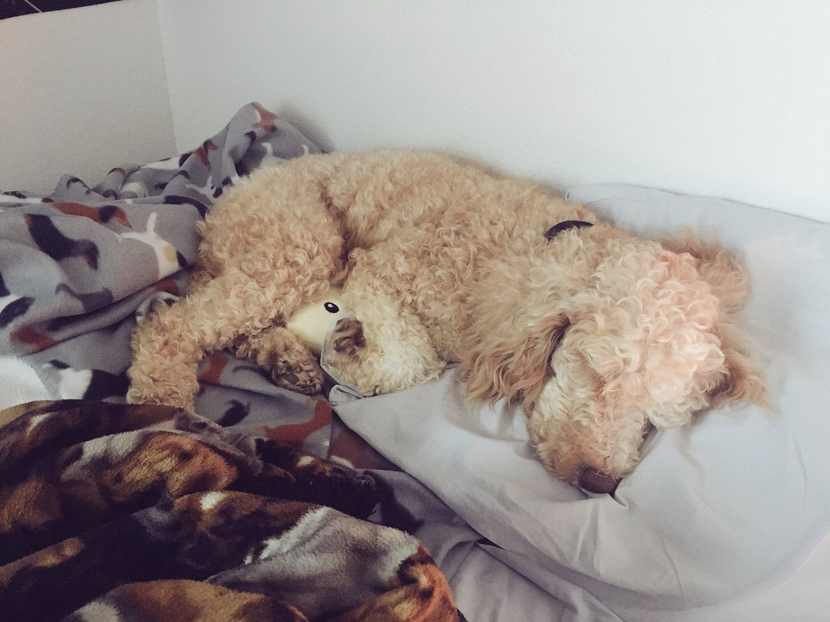 CaputoGrace's tweet photo. #NationalDogDay to my curly headed baby🖤🐩🐾 https://t.co/ozAUbc3qKv