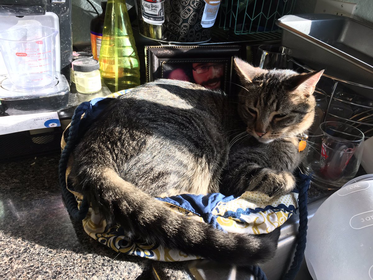 Missouri86's tweet photo. Finished unloading the melon from the @TowerGrovePark farmer's market and Chase has claimed it as his bed #melonbag #catlife #streetcat #stl https://t.co/ZaBQcPhZOU