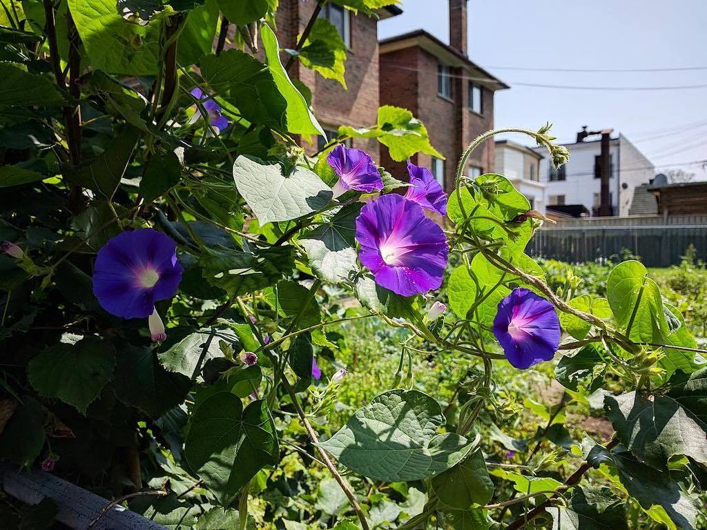 TNBC_CANADA's tweet photo. Good Weather!

#toronto #torontolife #nichirenbuddhism #love #family #happy #spiritual #トロント #トロント留学 #トロント生活 #トロントライフ https://t.co/LksN0n5erU