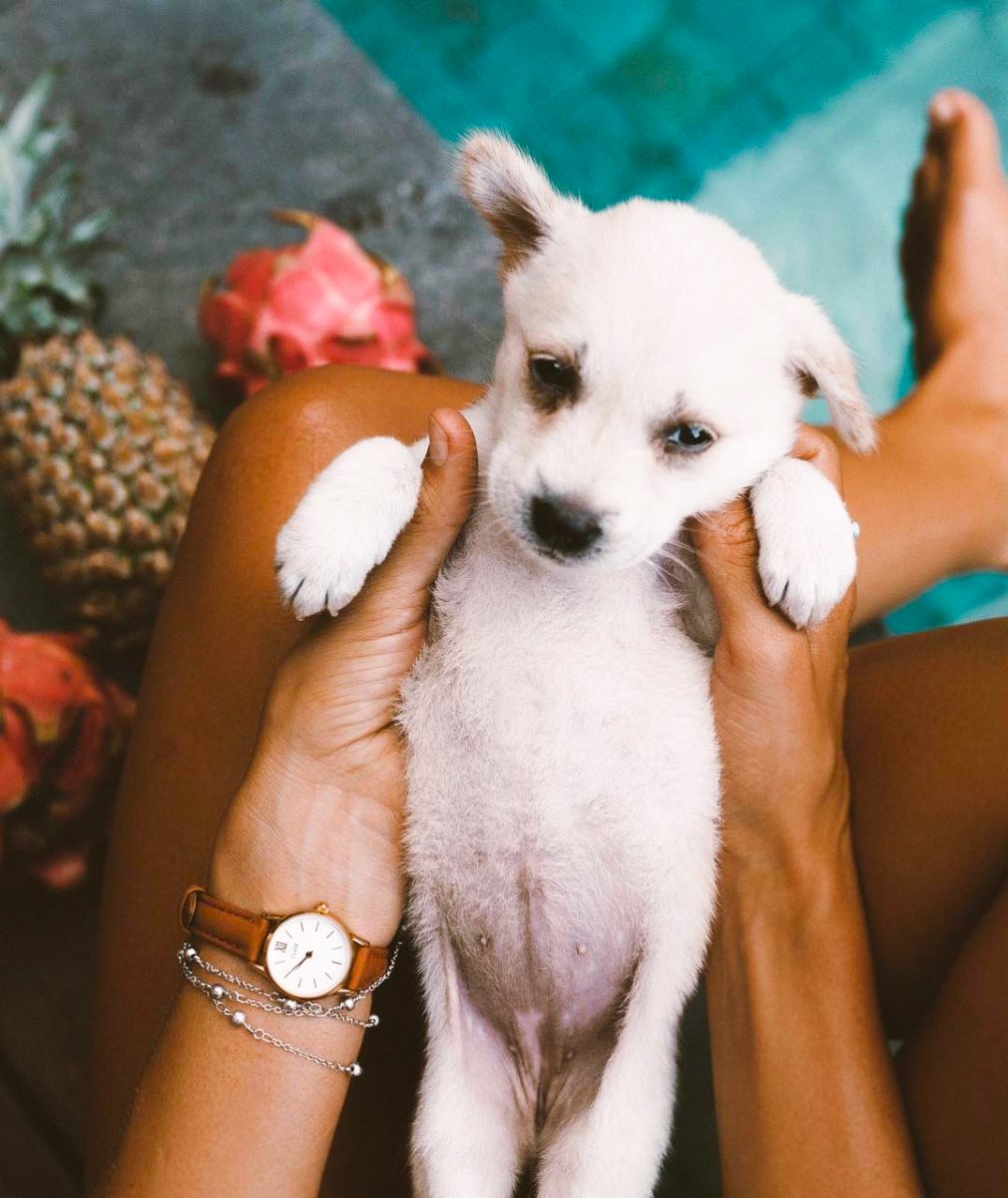 BigTreeFarms's tweet image. Im-paws-ible not to love 💕  #puppers #adoptdontshop