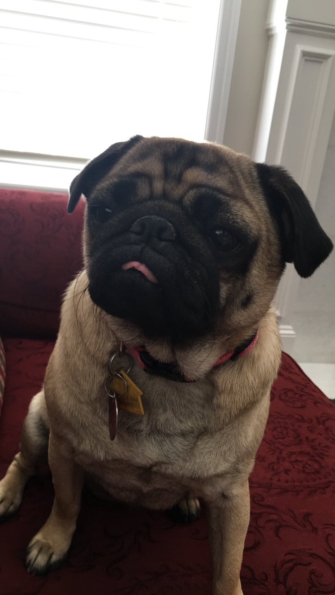 AmyFraizer's tweet photo. #NationalDogDay https://t.co/2Lepz6zQ4L