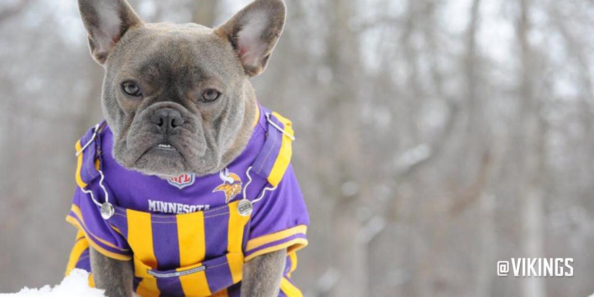 🐾 Paws up for the #PurplePups.   Who else has a four-legged Vikings fan? #NationalDogDay  mnvkn.gs/4i9JFq https://t.co/TSoPCxLbpu