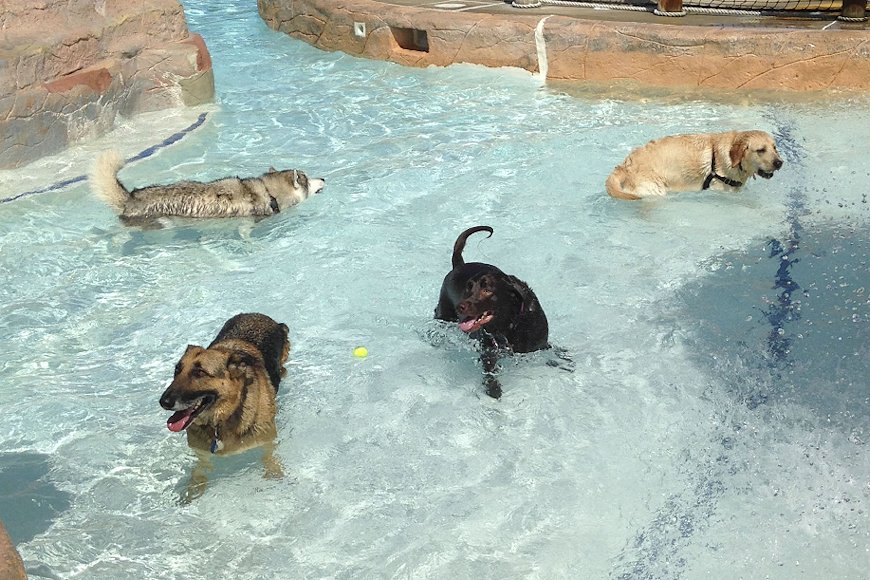 Happy National Dog Day! Bring your pup to The Water Mine Sept. 10 (10a-1p) for a dogs-only swim and resource fair. go.usa.gov/xRGT7