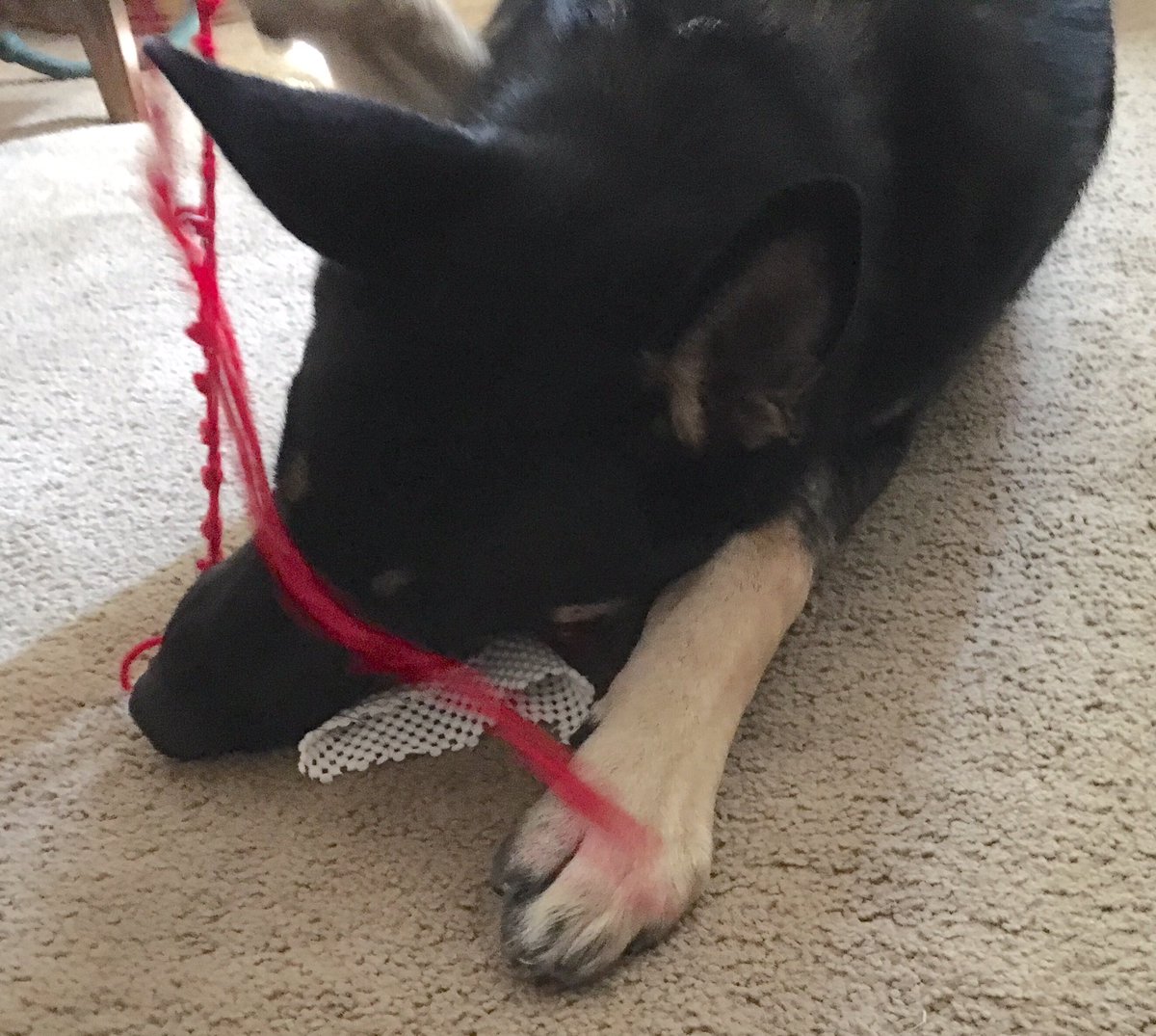 LeRoyTheTornado's tweet photo. Mom's jar opener thingy. Bye. πͺπΎπΎπ #tornadowithteeth #NationalDogDay #DestroyerIsMyMiddleName https://t.co/KwvtpNSK0P