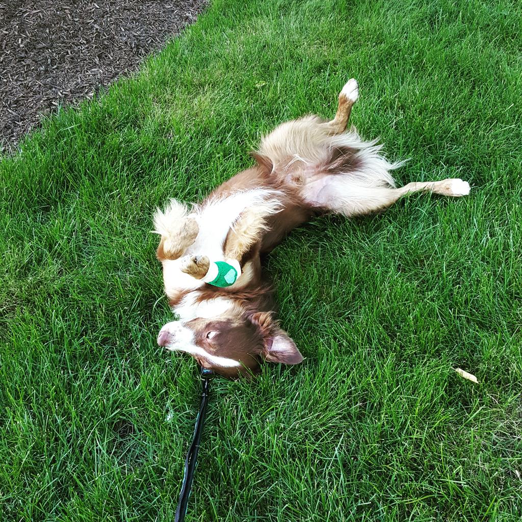jacquequackie's tweet photo. @dog_rates  https://t.co/484WqoOhCb