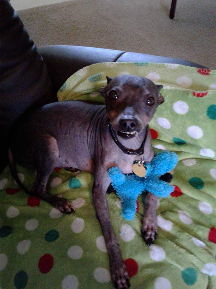 trishjingles's tweet photo. Celebrating National Dog Day with my Diante 💜 Unconditional love all the time ~ https://t.co/cBKJAKkafj