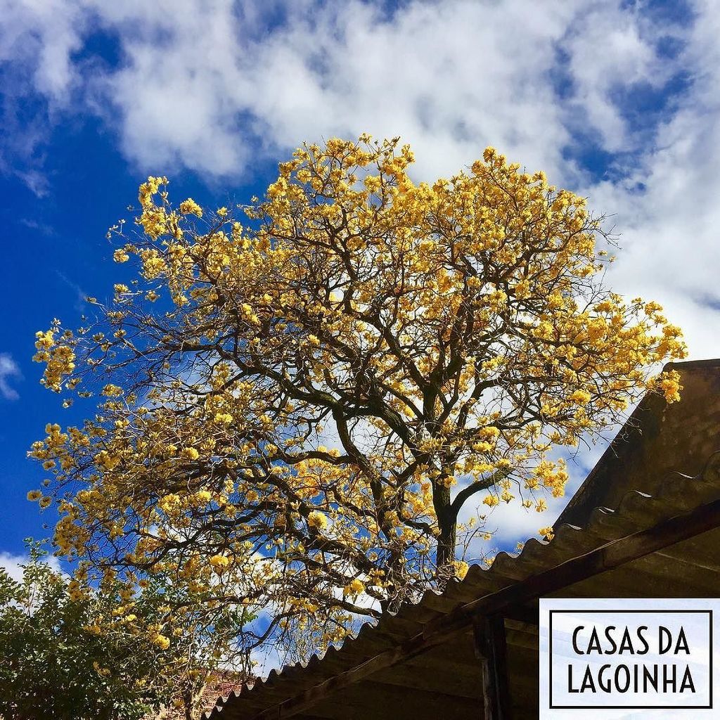 casasdalagoinha's tweet photo. A Lagoinha amanheceu amarela. Foto #197.
#archdaily #archdailybr #archgram #architecture #arquitetura #art #beaut… https://t.co/7wb8tUemYf https://t.co/twKl6WpsAj