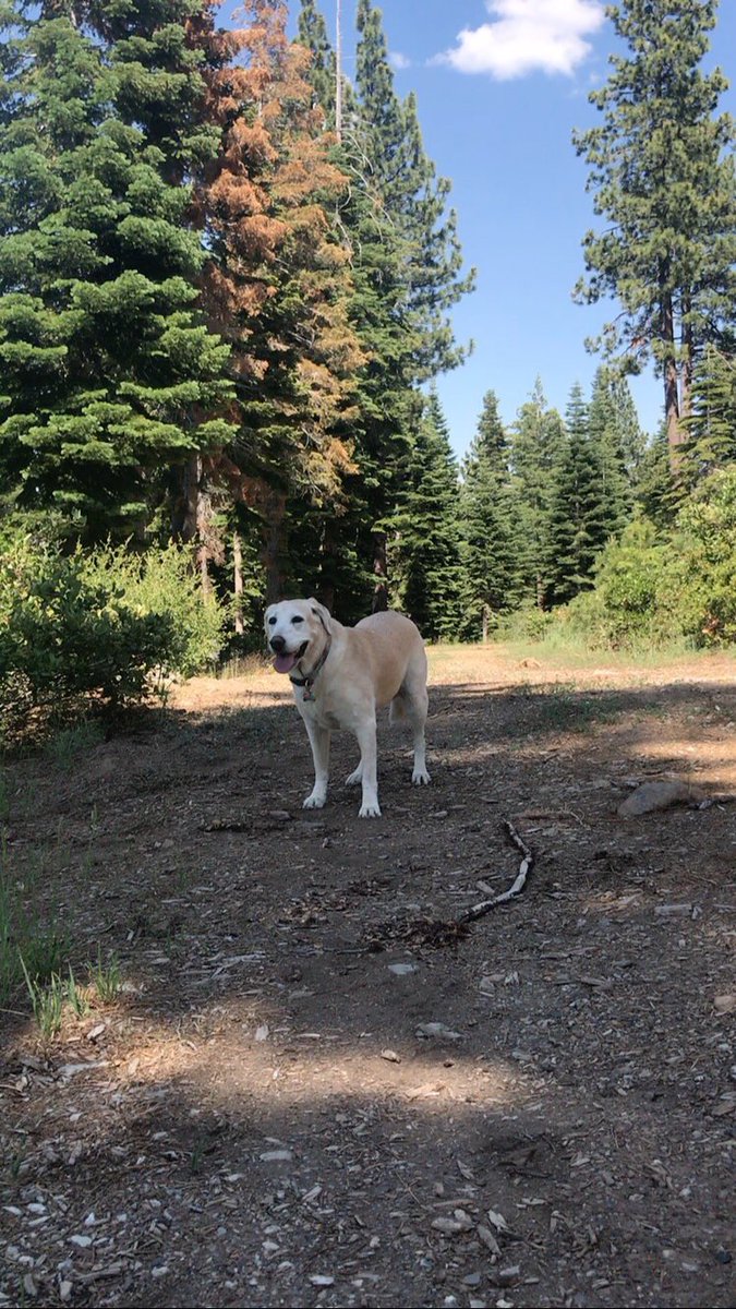 Annie Olander (@olanderaayooh) on Twitter photo To all dogs: thank you for being our daily teachers of how to love unconditionally & live life to the fullest #NationalDogDay ❤️🐾❤️🐾❤️ To all dogs: thank you for being our daily teachers of how to love unconditionally & live life to the fullest #NationalDogDay ❤️🐾❤️🐾❤️