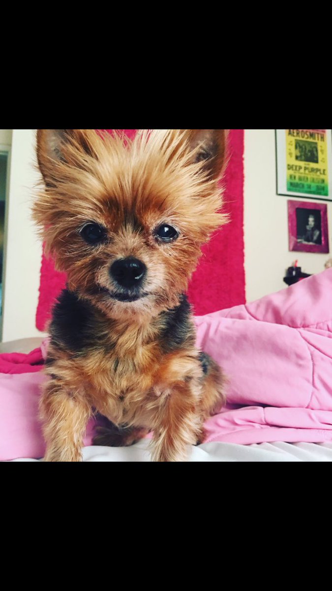danielleinks13's tweet image. #NationalDogAppreciationDay #JavaBean #yorkiesofinstagram #yorkielife #mydogisthecutest #ilovemydog
