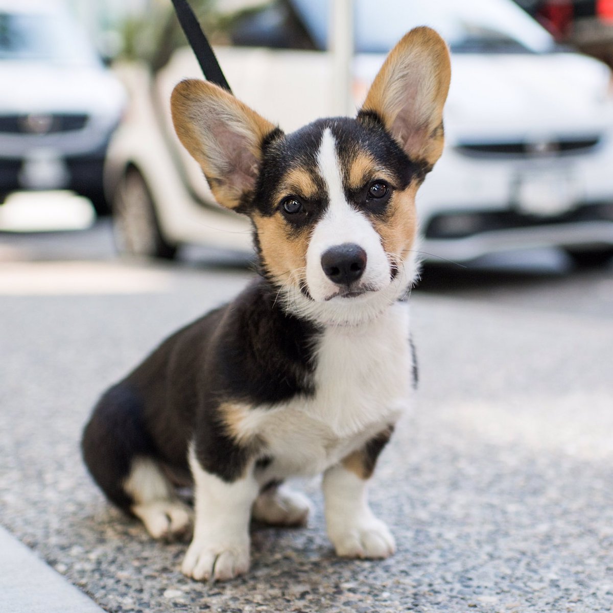 Maple, Corgi (13 w/o), Vancouver, BC, CAN • "She has a passion for chewing rocks. She also pooped on all the beanbags at the office."