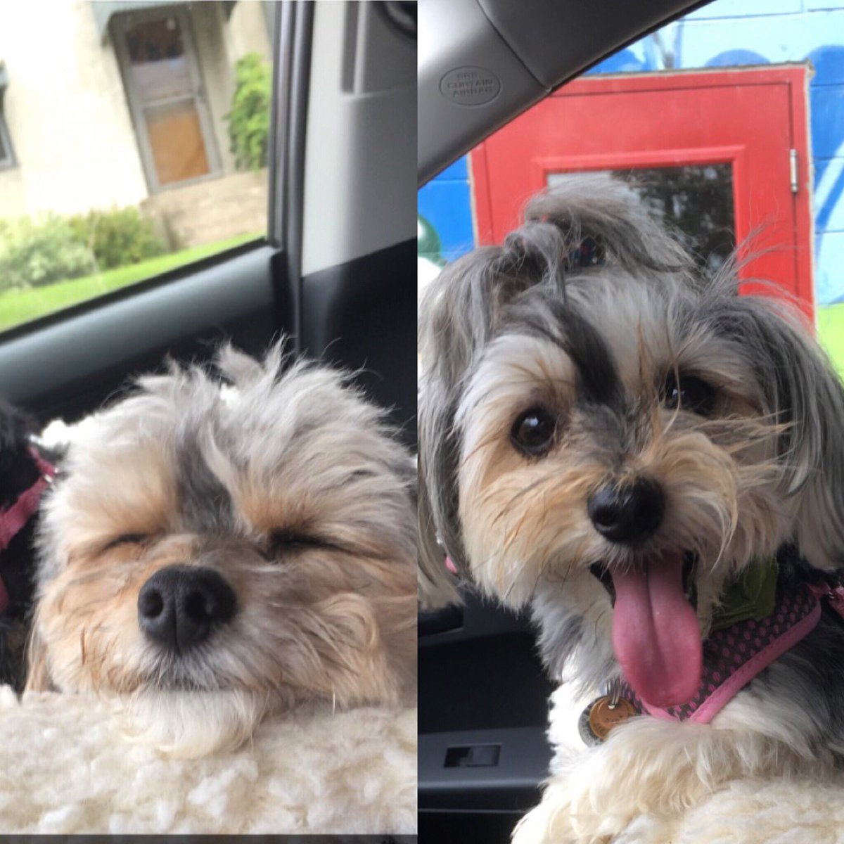 herschelpup's tweet photo. #nationaldogsday #muttsquad https://t.co/LBUSLFiueu