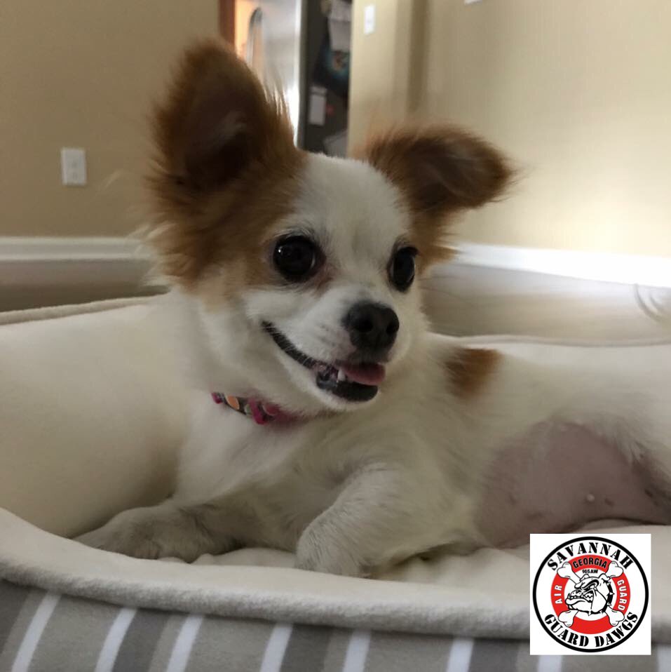 165thAW's tweet photo. What do #GuardDawgs have in common?.... ๐พPawsitivity! ๐ #nationaldogday https://t.co/ZYYQNol3bl