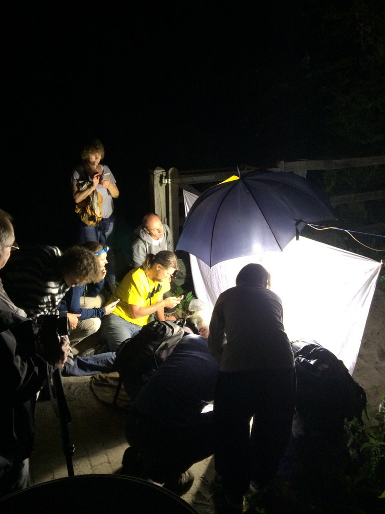 Uilen en Huismoeders nachtvlindernacht <a href="/Meijendel/">Meijendel</a> <a href="/Dunea/">Dunea</a> #grootsucces