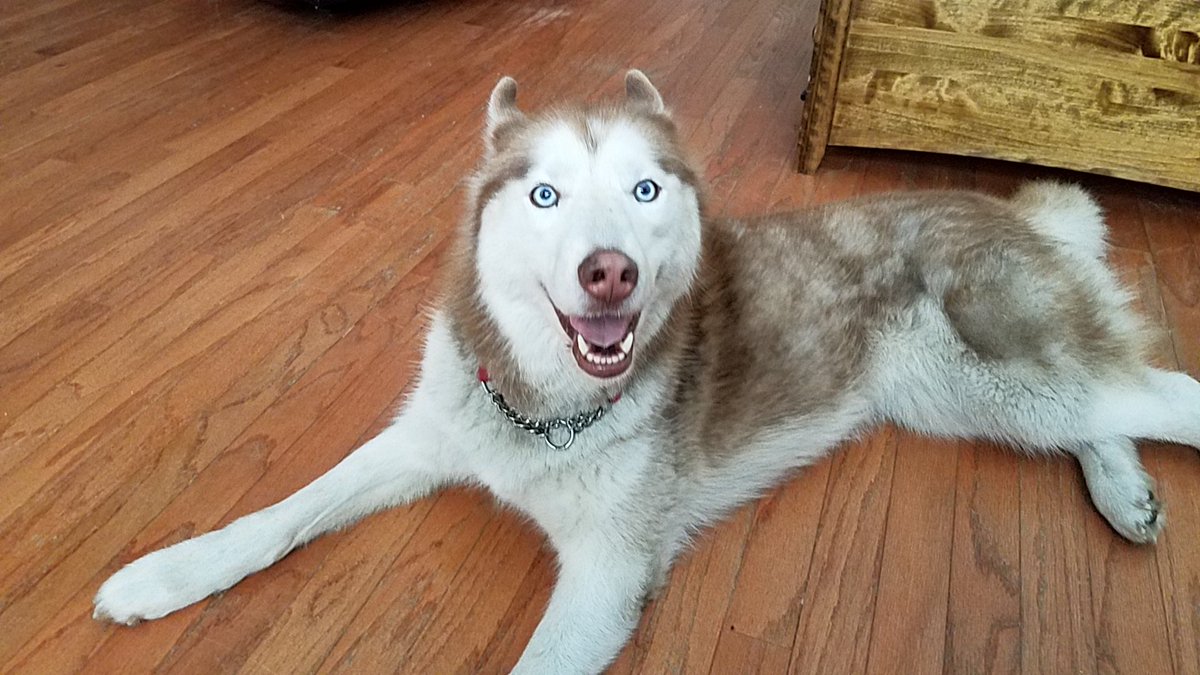 robin_pippin's tweet photo. My dog Mika! #NationalDogDay https://t.co/7c38Nrl65O