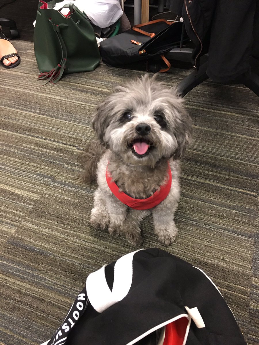 Happy National Dog Day Cyia! #NationalDogDay