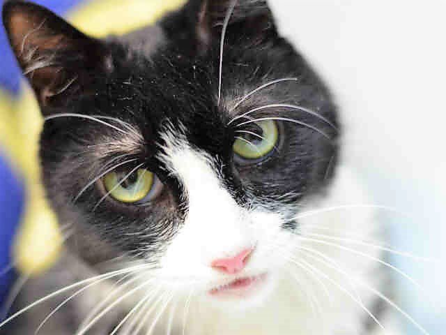 NYCDEATHROWCATS's tweet photo. JUST ADDED! SUKI - A1123165 
Follow me here for updates and status: https://t.co/Pawtda8lou https://t.co/gJqtrwC9jW
