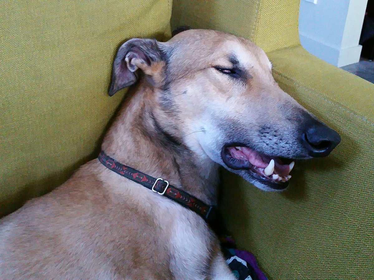 bbryantscott's tweet photo. Aodhán. Tired dog. #dogsoftwitter @dog_rates #dogsofyyj #yyj #greyhound https://t.co/qGU9YzO8u1