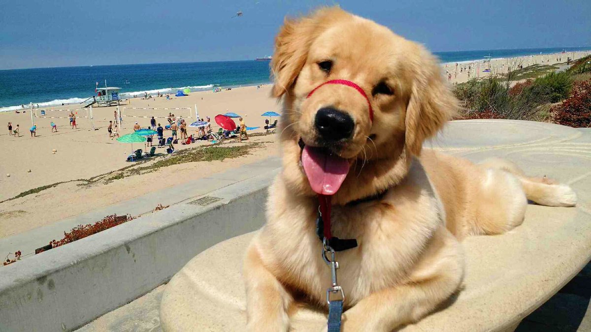Charlie enjoying his beach day